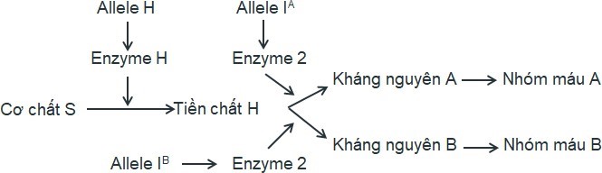 Ở người, sự hình thành nhóm máu ABO do hoạt động phối hợp của 2 gene H và I, được thể hiện trong sơ đồ hình bên dưới.  (ảnh 1)