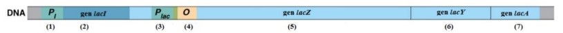 4.1. Hình ảnh dưới đây mô tả cấu trúc của operon Lac và các trình tự DNA tham gia điều hòa hoạt động của operon này.      Nếu đột biến xảy ra ở trình tự số 2 thì sự biểu hiện của gen cấu trúc ảnh hưởng như thế nào? (ảnh 1)