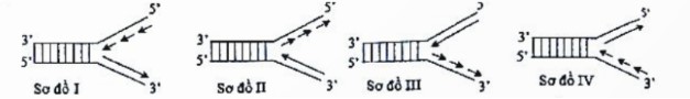 Sơ đồ nào sau đây mô tả đúng về giai đoạn kéo dài mạch polynucleotide mới trên một chạc chữ Y trong quá trình tái bản DNA ở sinh vật nhân sơ?    A. Sơ đồ I.	B. Sơ đồ II.	C. Sơ đồ III.	D. Sơ đồ IV. (ảnh 1)