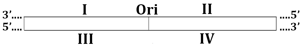 Gen là gì? Dựa trên cơ sở nào người ta phân loại các gen thành gen cấu trúc và gen điều hòa? (ảnh 1)