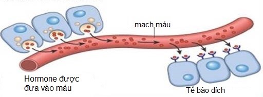 Hình 4 sau mô tả cách thức truyền tin nào? Hình 4 A. Truyền tin cận tiết. B. Truyền tin nội tiết. C. Truyền tin trực tiếp. D. Truyền tin qua synapse. (ảnh 1)