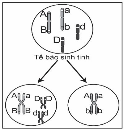 Ở một loài động vật, quan sát quá trình giảm phân của một tế bào sinh tinh, người ta ghi nhận lại diễn biến nhiễm sắc thể được mô tả bằng hình vẽ bên.  (ảnh 1)