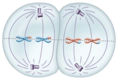 Hình ảnh dưới đây mô tả quá trình phân bào ở tế bào động vật (2n=8)? Hãy cho biết tế bào đang ở kì nào của quá trình phân bào? (ảnh 1)