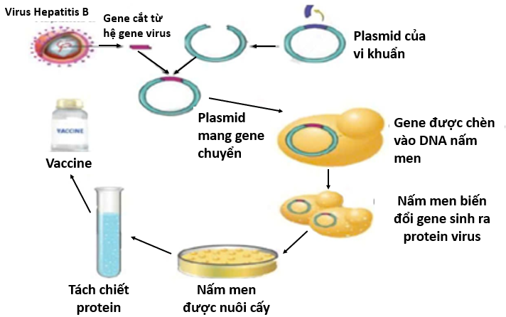 Sơ đồ dưới đây mô tả ứng dụng công nghệ DNA tái tổ hợp trong sản xuất vaccine viêm gan B. (ảnh 1)