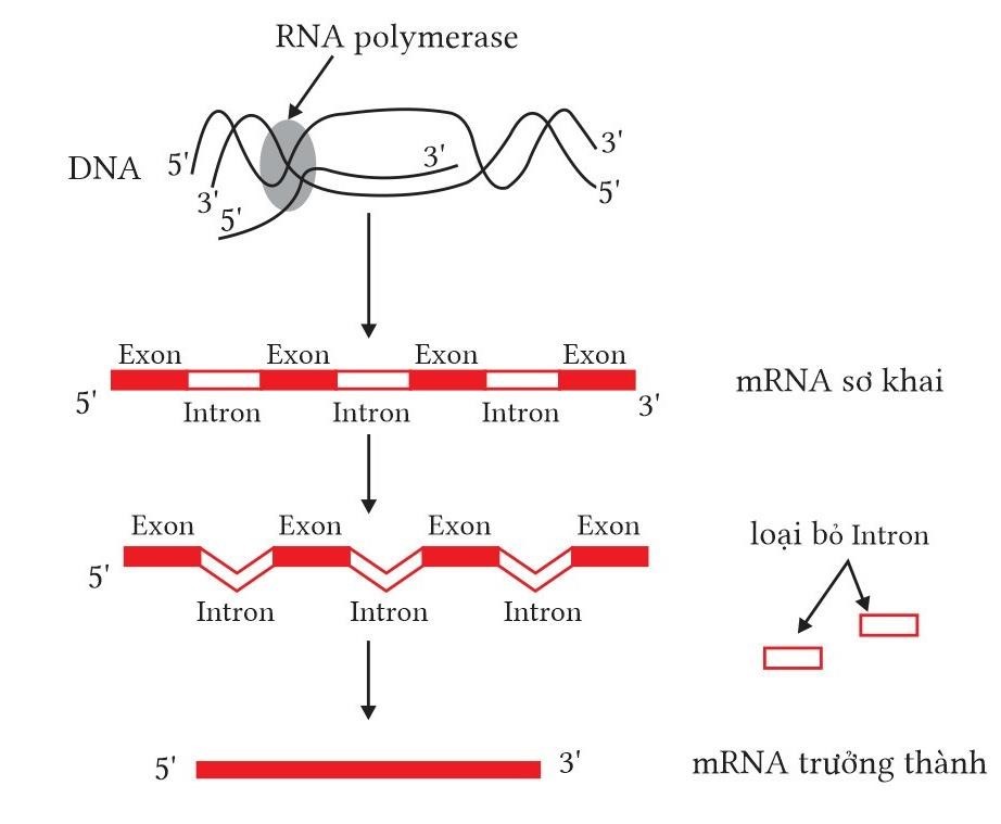 Hình bên dưới mô tả quá trình phiên mã và quá trình cắt bỏ các đoạn intron, nối các đoạn exon. Quan sát hình bên dưới và cho biết có bao nhiêu khẳng định sau đây là đúng?  (ảnh 1)