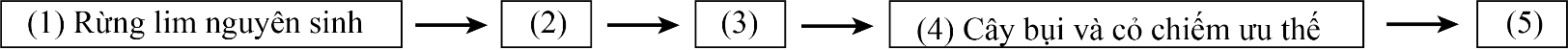 Sơ đồ sau mô tả quá trình diễn thế thứ sinh dẫn đến quần xã bị suy thoải đã xảy ra ở rừng lim Hữu Lũng, tỉnh Lạng Sơn do hoạt động chặt phá rừng của con người. Quá trình này gồm các giai đoạn sau: (ảnh 1)