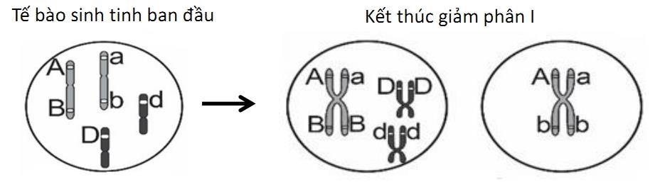 Ở một loài động vật, quan sát quá trình giảm phân của một tế bào sinh tinh, diễn biến của NST ở một giai đoạn được vẽ lại như hình sau. (ảnh 1)