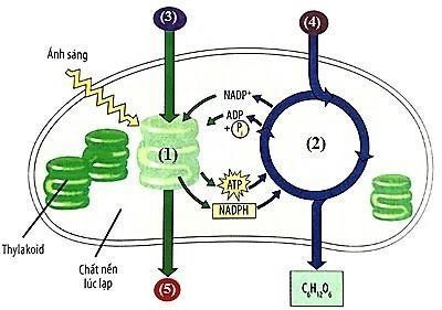 Quá trình quang hợp ở thực vật là quá trình oxy hóa khử gồm 2 pha và được thực hiện bởi bào quan lục lạp theo sơ đồ bên phải. Số nhận định đúng là? (ảnh 1)