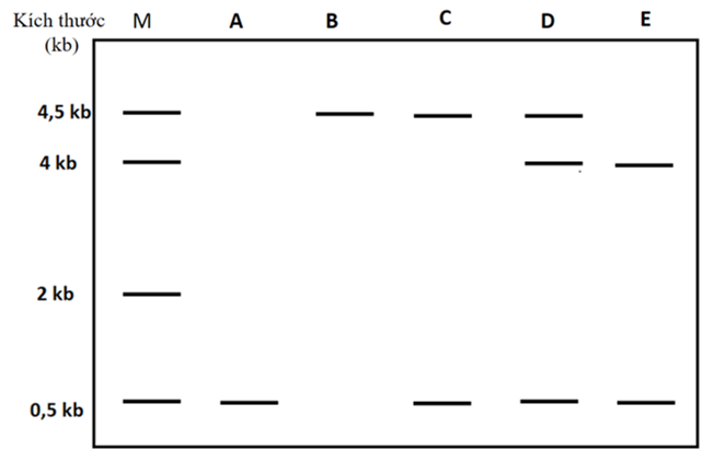 Một đoạn DNA mạch đơn có kích thước 4 kb được lai với một mẫu dò DNA có đánh dấu phóng xạ với kích thước 500bp tạo thành DNA lai (hình 2.1).  (ảnh 2)