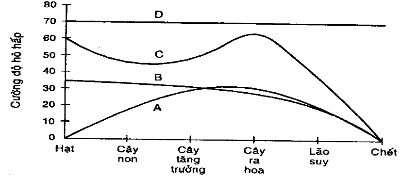 Biểu đồ dưới đây biểu diễn quá trình hô hấp của một cây trong điều kiện bình thường. Đường cong nào dưới đây biểu thị cho các giai đoạn hô hấp trong đời sống của cây.  (ảnh 1)