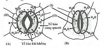 Hình ảnh mô tả cấu tạo khí khổng và cơ chế hoạt động đóng, mở khí khổng. Theo lý thuyết phát biểu nào sau đây đúng? (ảnh 1)