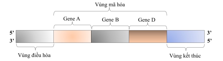 Hình dưới đây mô tả cấu trúc của một gene. Gene này chắc chắn có trong tế bào của sinh vật nào dưới đây? A. Nấm. B. Vi khuẩn. C. Động vật D. Thực vật. (ảnh 1)