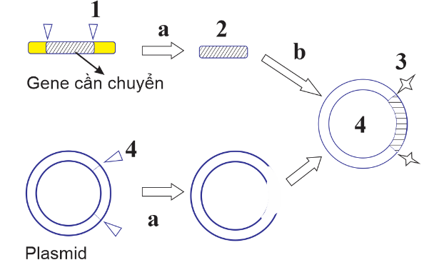 Hình mô tả một giai đoạn của quy trình công nghệ gene. Cho các nhận định sau về quy trình trên: (ảnh 1)