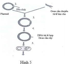 Một dạng lúa biến đổi gene được tạo ra để giúp chống lại tình trạng thiếu sắt. Cây trồng biến đổi gene này được thiết kế bằng cách đưa vào bộ gen của lúa một gene ferritin từ đậu thường Phaseolus vulgaris, (ảnh 1)