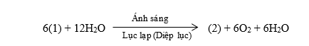 Trong phương trình tổng quát của quang hợp (1) và (2) là những chất nào? A. (1) CO2, (2) C6H12O6. B. (1) C6H12O6, (2) CO2. C. (1) O2, (2) C6H12O6. D. (1) O2, (2) CO2. (ảnh 1)
