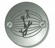 Tế bào ở hình bên đang ở kì nào của quá trình nguyên phân và số NST trong tế bào lưỡng bội của tế bào đó là bao nhiêu? (ảnh 1)