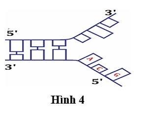 Sơ đồ Hình 4 biểu diễn quá trình nhân đôi DNA, mạch mới liên tục sẽ có trìnhtự nucleotide là (tính theo chiều tháo xoắn) A. AGC. B.GCA. C. CGT. D. TGC. (ảnh 1)