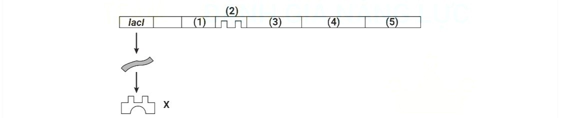 Hình dưới đây mô tả cơ chế điều hòa hoạt động gene ở vi khuẩn, trong đó các chữ số (1) đến (5) kí hiệu cho các gene/ vùng thuộc operon lac ? (ảnh 1)