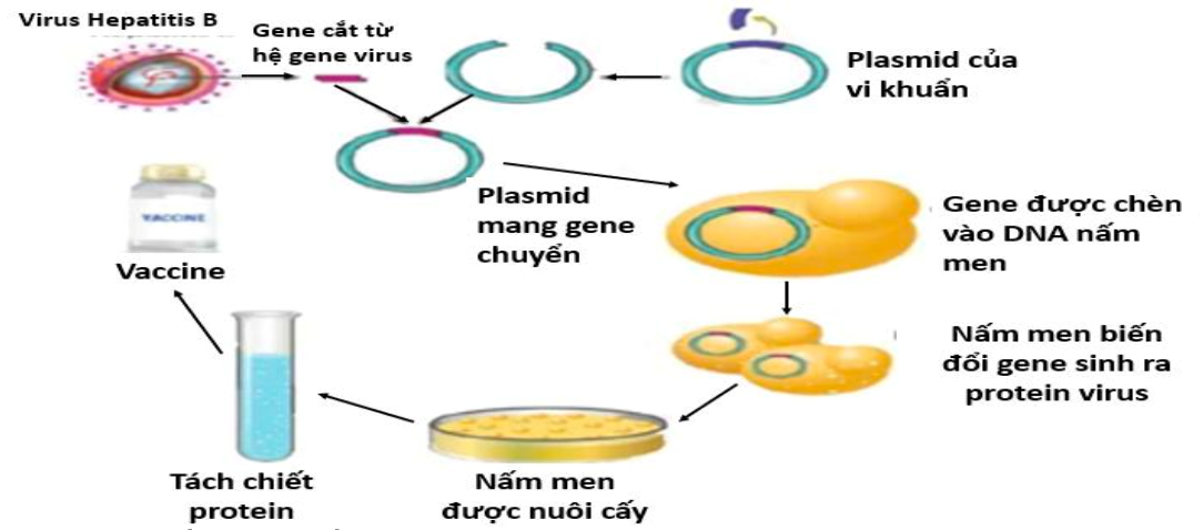 Sơ đồ dưới đây mô tả ứng dụng công nghệ DNA tái tổ hợp trong sản xuất vaccine viêm gan B. (ảnh 1)