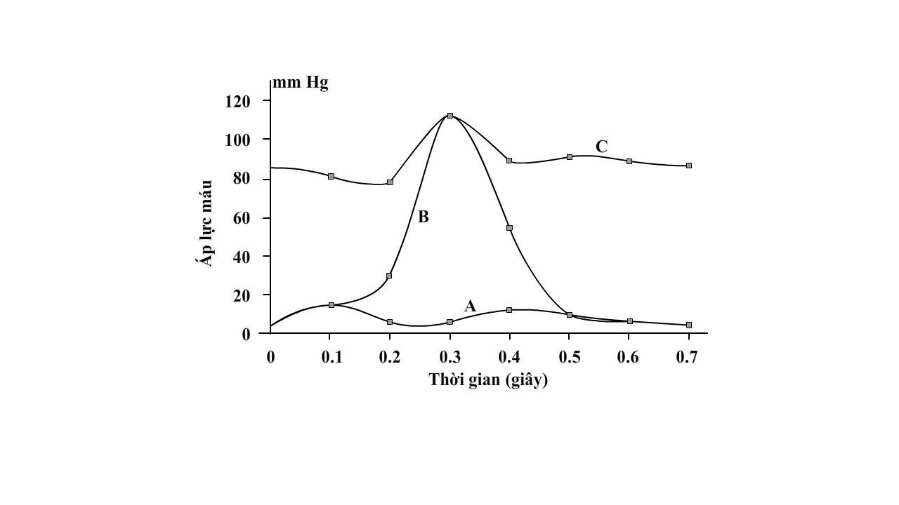 Các đường cong A, B, C trong đồ thị dưới đây thể hiện sự thay đổi áp lực máu (mmHg) trong một chu kì tim bình thường của một loài linh trưởng. (ảnh 1)