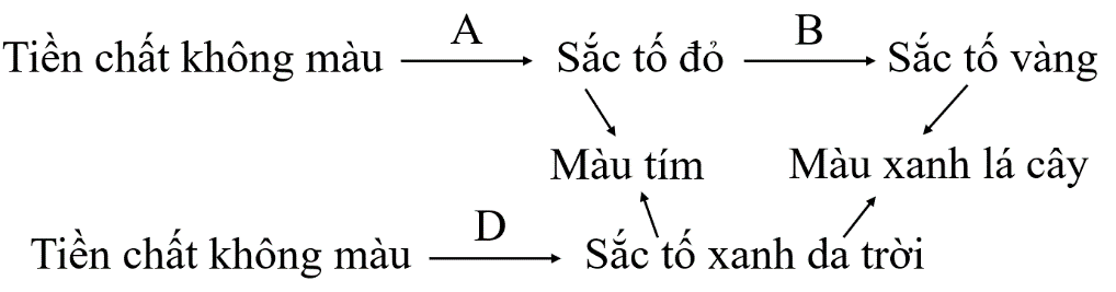 Ở 1 loài vẹt, tính trạng màu sắc lông do ba cặp gene Aa, Bb, Dd phân li độc lập cùng quy định theo sơ đồ chuyển hóa sau: (ảnh 1)