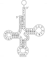 Hình vẽ là sơ đồ cấu trúc của tRNA. CÂU nào sau đây là sai? (ảnh 1)