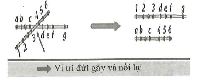 Sơ đồ dưới đây mô tả cơ chế hình thành một hội chứng bệnh ở người. Sơ đồ đó có thể mô tả cho hội chứng bệnh nào sau đây? (ảnh 1)