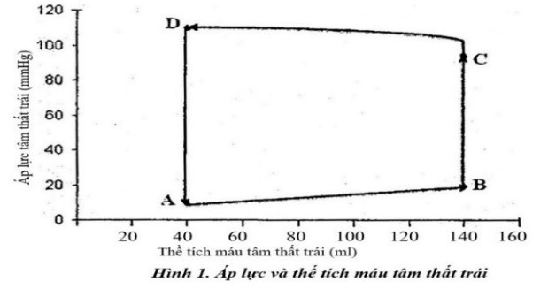Một sinh viên sức khỏe bình thường có cung lượng tim lúc nghỉ ngơi là 6500 ml/phút. Mối quan hệ giữa áp lực và thể tích máu ở tâm thất trái lúc nghỉ ngơi của sinh viên này được thể hiện ở hình 1. (ảnh 1)