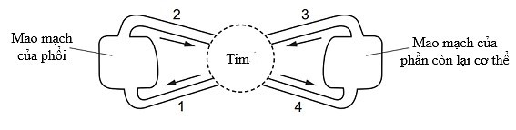 Hình 1 mô tả hệ thống tuần hoàn máu ở cơ thể người. Chú thích 1, 2, 3, 4 trong hình 1 là hệ thống các mạch máu. Những mạch máu nào chứa máu giàu CO2? (ảnh 1)