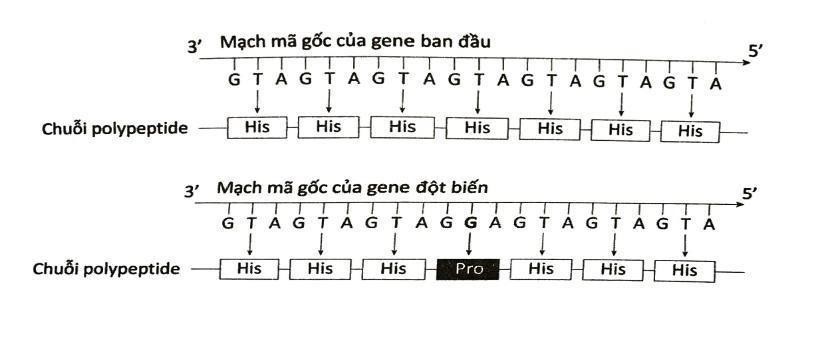 Hình bên mô tả sự ảnh hưởng của một loại đột biến điểm đến chuỗi polypeptide. (ảnh 1)