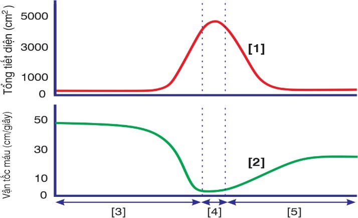 Đồ thị về sự biến tiết diện các đoạn mạch và vận tốc máu trong các đoạn mạch của hệ tuần hoàn như sau: Mỗi nhận định sau đây có bao nhiêu nhận định đúng : (ảnh 1)