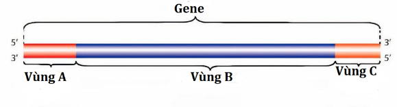 Vùng B của gene mô tả ở hình dưới đây là (ảnh 1)