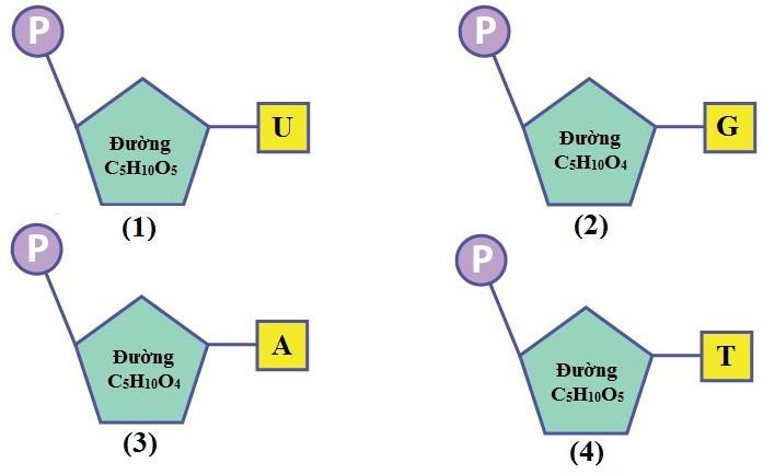 Quan sát các cấu trúc (1), (2), (3), (4) trong Hình 1, cấu trúc nào sai về đặc điểm thành phần của một nucleotide trong phân tử DNA hoặc RNA?  Hình 1 A. (1).	B. (2).	C. (3).	D. (4). (ảnh 1)