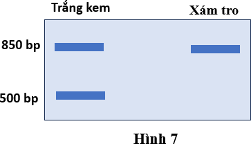 Ở loài chuột đồng núi Trung Á (Microtus arvalis), có hai dạng màu lông phổ biến: xám tro và trắng kem. Các nhà nghiên cứu tiến hành 3 phép lai để tìm hiểu sự di truyền của màu lông như sau: (ảnh 1)