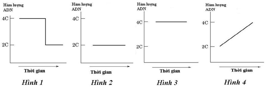 Các hình dưới đây mô tả sự thay đổi hàm lượng DNA trong tế bào của một cơ thể động vật lưỡng bội ở các pha khác nhau của chu kì tế bào. (ảnh 1)