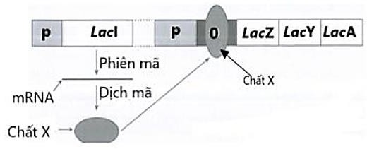 Hình dưới mô tả trạng thái của operon Lac ở vi khuẩn E. coli trong môi trường nuôi cấy. Phân tích hình sau, hãy cho biết phát biểu nào dưới đây đúng?  (ảnh 1)