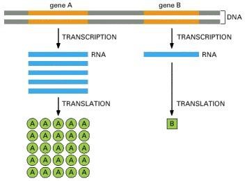 Hình dưới đây là sơ đồ khái quát quá trình phiên mã (transcription) và dịch mã (translation) của gene A và gene B. Dựa vào hình ảnh (bên dưới) hãy cho biết. Mỗi nhận định sau đây là Đúng hay Sai? (ảnh 1)