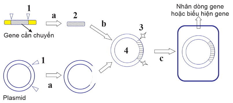 Sơ đồ mô tả các bước của công nghệ tạo DNA tái tổ hợp. Theo lý thuyết, có bao nhiêu nhận định sau đây là Đúng? (ảnh 1)
