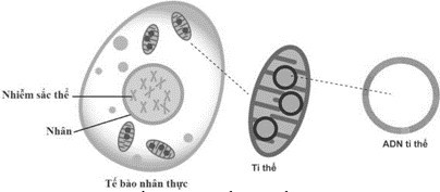 Hình bên dưới mô tả về hệ gene trong một tế bào: Hãy cho biết nhận định sau đây là Sai? (ảnh 1)