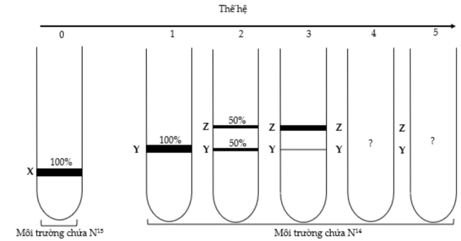 Một nhóm nghiên cứu thực hiện thí nghiệm để kiểm chứng mô hình nhân đôi DNA ở vùng nhân của tế bào nhân sơ.  (ảnh 1)