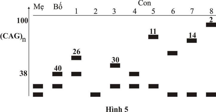 Bệnh Huntington (HD) là một rối loạn di truyền dẫn đến cái chết của các tế bào não. Căn bệnh này được gây ra bởi một tính trạng trội đột biến ở một trong hai bản sao của một gene được gọi là Huntingtin. (ảnh 1)