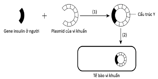 Hình bên mô tả hai giai đoạn (được chú thích bằng chữ số 1 và 2) trong một quy trình của công nghệ  gene.  Phân tích hình và cho biết phát biểu nào sau đây không đúng? (ảnh 1)