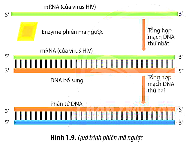 Hình sau đây mô tả quá trình phiên mã ngược của virus HIV.Nhận định nào sau đây sai? (ảnh 1)