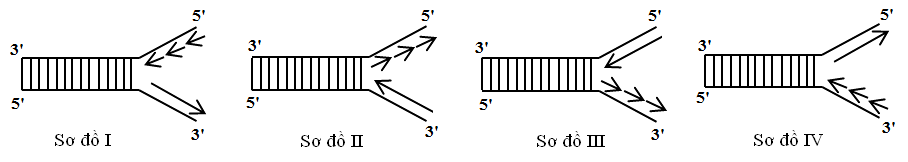 Sơ đồ nào sau đây mô tả đúng về giai đoạn kéo dài mạch polynucleotide mới trên 1 chạc chữ Y trong quá trình nhân đôi DNA ở sinh vật nhân sơ? (ảnh 1)