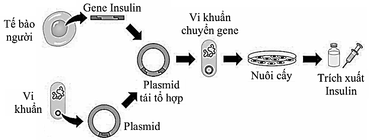 Hình 4: mô tả quy trình sản xuất Insulin bằng công nghệ gene   Hình 4. Theo lí thuyết, phát biểu nào dưới đây sai khi nó về quy trình sản xuất Insulin bằng công nghệ gene? (ảnh 1)
