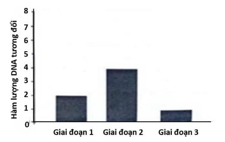 Quan sát quá trình phân bào của một tế bào có kiểu gene AaBb, người ta đo được hàm lượng DNA trong nhân tế bào qua các giai đoạn được thể hiện ở biểu đồ như hình bên.  (ảnh 1)