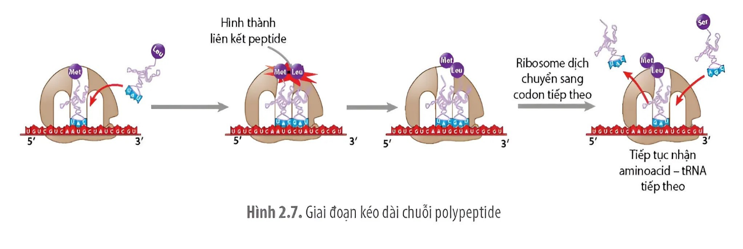 Câu 1. Cho các giai đoạn trong quá trình dịch mã trong tế bào chất ở một sinh vật mô tả theo hình: (ảnh 1)