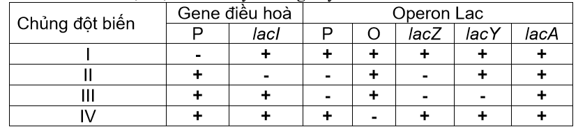 Khi nghiên cứu về cơ chế biểu hiện gene của operon lac ở vi khuẩn E. coli, một nhà khoa học đã phát hiện được 4 chủng mang đột biến ở operon lac.  (ảnh 1)