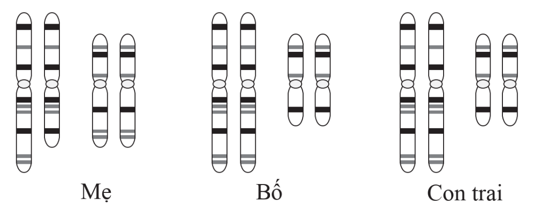 Phân tích bộ nhiễm sắc thể của cặp bố, mẹ và con trai thu được kết quả như hình dưới đây.    Từ kết quả thu được, phát biểu nào dưới đây là đúng?  (ảnh 1)