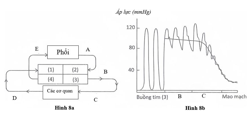 Hình 8a mô tả hệ tuần hoàn máu của người bình thường. Các chữ số (1), (2), (3), (4) chú thích cho các buồng tim (gồm tâm nhĩ và các tâm thất) (ảnh 1)